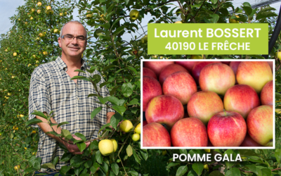 NOS POMMES LOCALES EN MAGASIN