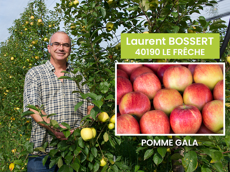 Arrivage Pommes GALA