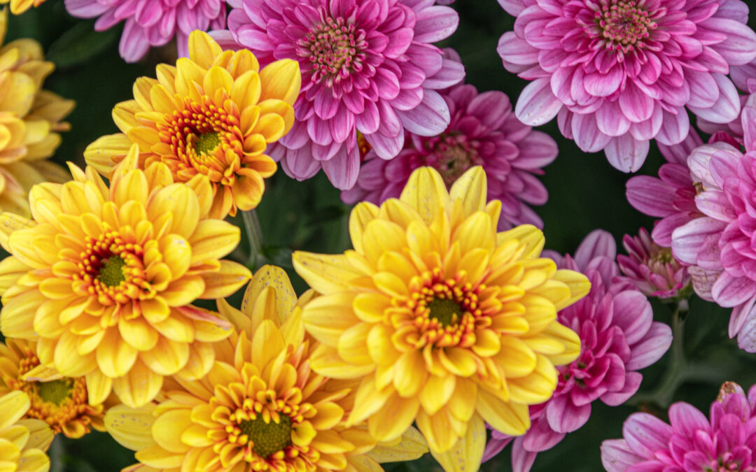 Fleurs de Toussaint